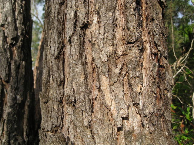 Eucalyptus robusta x tereticornis hybrid bark
