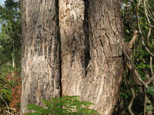 Eucalyptus robusta x tereticornis hybrid bark