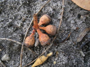 Eucalyptus robusta x tereticornis hybrid - bud and fruit