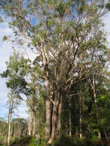 Eucalyptus robusta x tereticornis hybrid with rough bark
