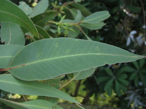 Eucalyptus robusta x tereticornis hybrid with rough collar and smooth branches - leaf