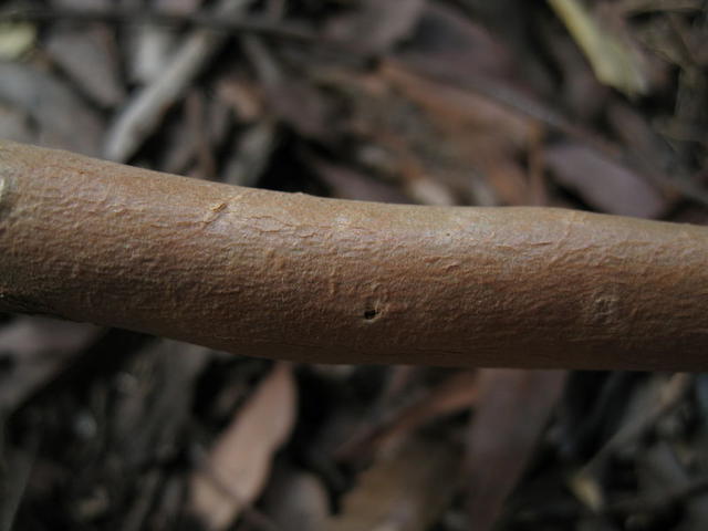 Eucalyptus robusta x tereticornis hybrid  smooth branches