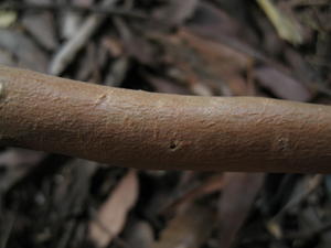 Eucalyptus robusta x tereticornis hybrid  smooth branches