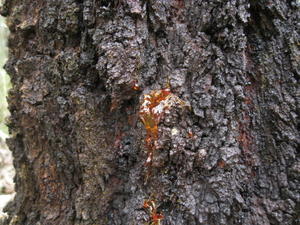 Eucalyptus siderophloia - Northern Grey Ironbark