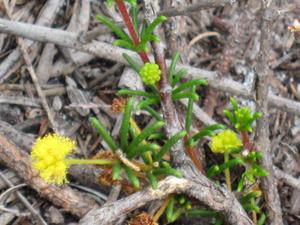 Acacia baueri flower