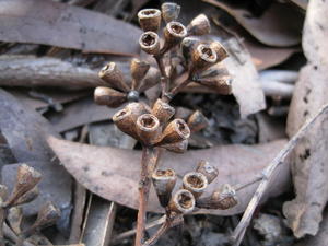 Eucalyptus siderophloia fruit with slightly exserted valves 