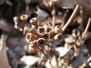 Eucalyptus siderophloia fruit with slightly exserted valves