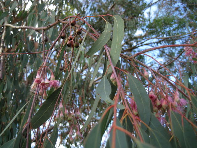 Eucalyptus sideroxylon buds flowers fruit