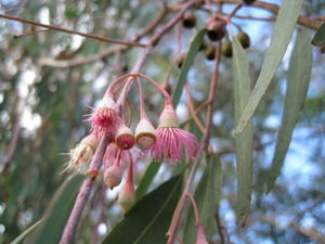 Eucalyptus sideroxylon flowers