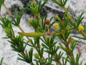 Acacia baueri seed pod