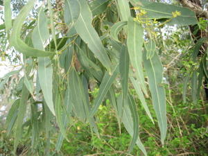 Eucalyptus sideroxylon leaves