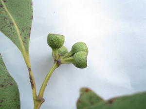 Eucalyptus haemastoma juvenile fruit with flattened stalks