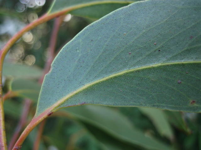Eucalyptus haemastoma veins
