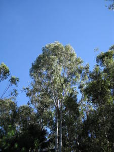 Eucalyptus tereticornis tree shape