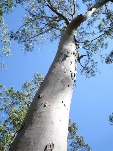 Eucalyptus tereticornis tree shape