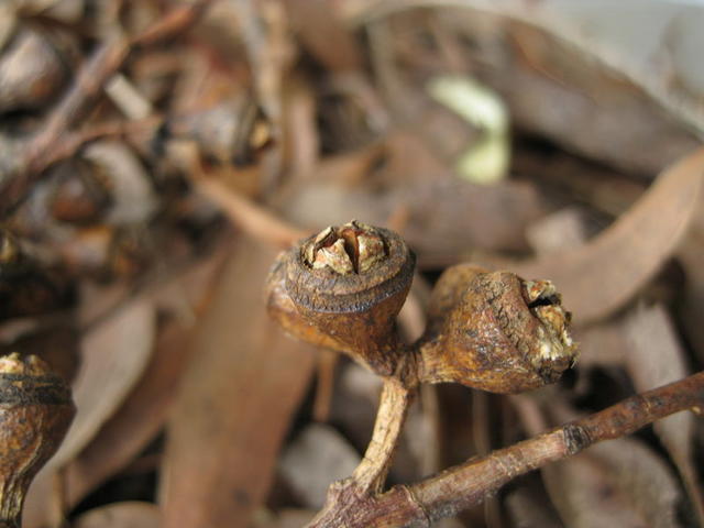 Eucalyptus tereticornis fruit