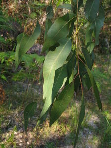 Eucalyptus tereticornis drooping adult leaves