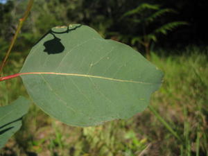 Eucalyptus tereticornis ovate juvenile leaf