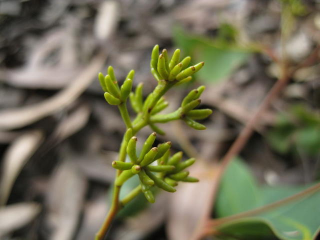 Eucalyptus umbra immature buds 