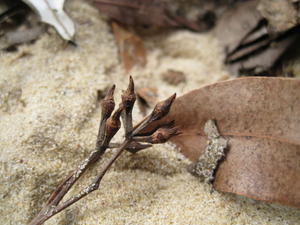 Eucalyptus umbra buds