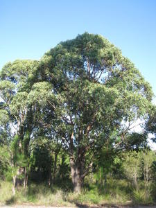 Eucalyptus umbra tree shape, short trunk dense crown