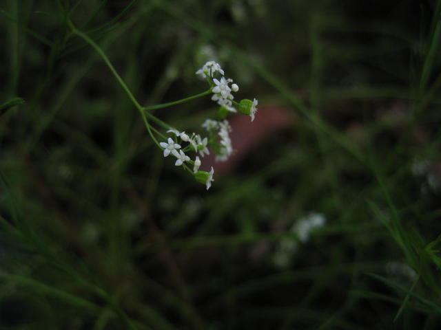 Platysace linearifolia flower 