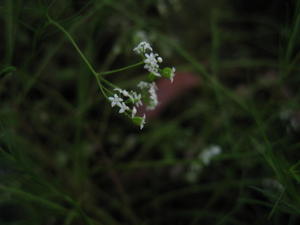 Platysace linearifolia flower 