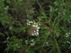Platysace linearifolia flower