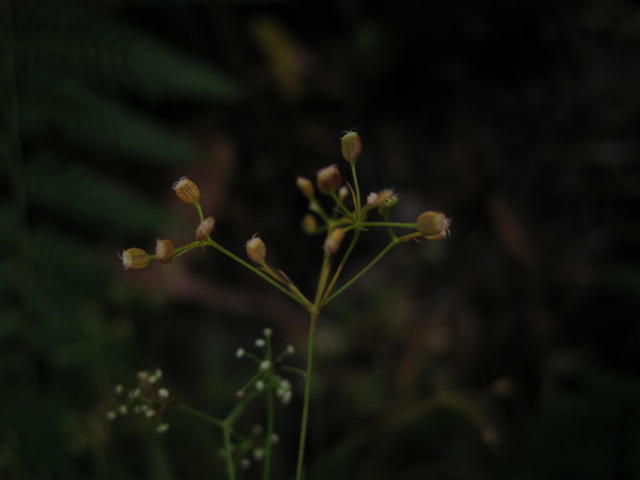 Platysace linearifolia fruit