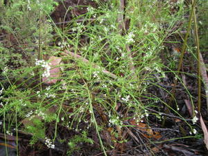 Platysace linearifolia plant shape