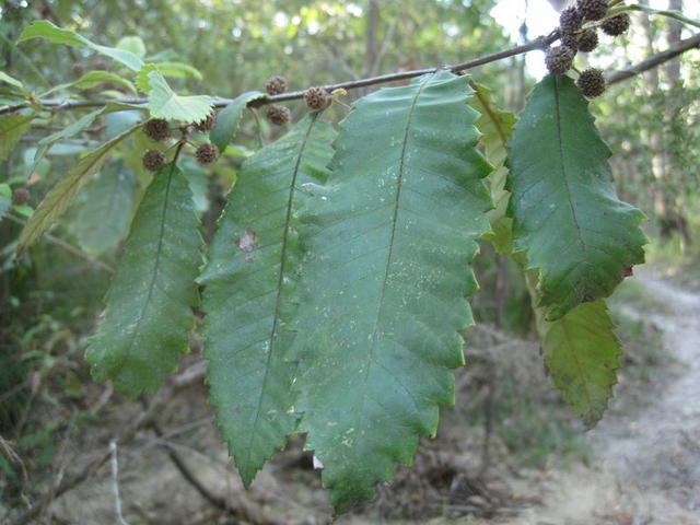 Callicoma serratifolia branch