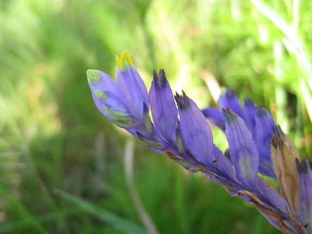 Burmannia disticha flower 