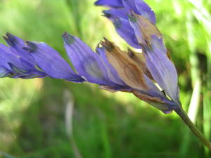 Burmannia disticha flower 