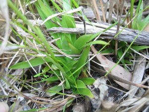 Burmannia disticha leaves