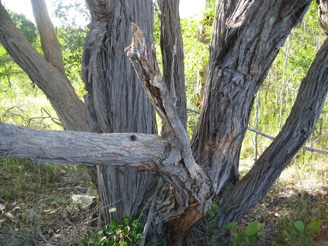 Eucalyptus umbra mallee trunks