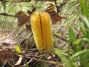 Banksia spinulosa plain yellow cone 