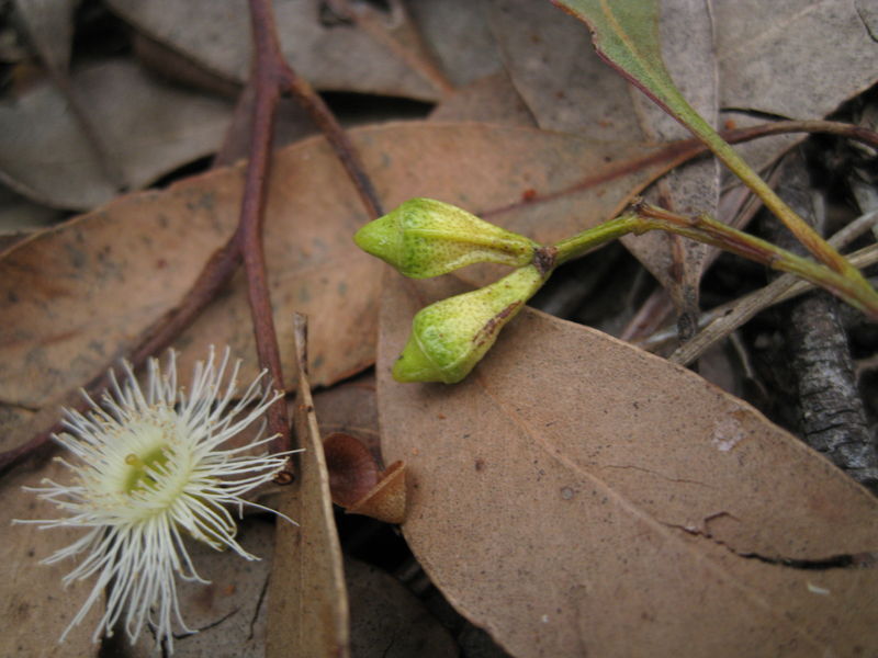 Eucalyptus paniculata ribbed buds and operculum