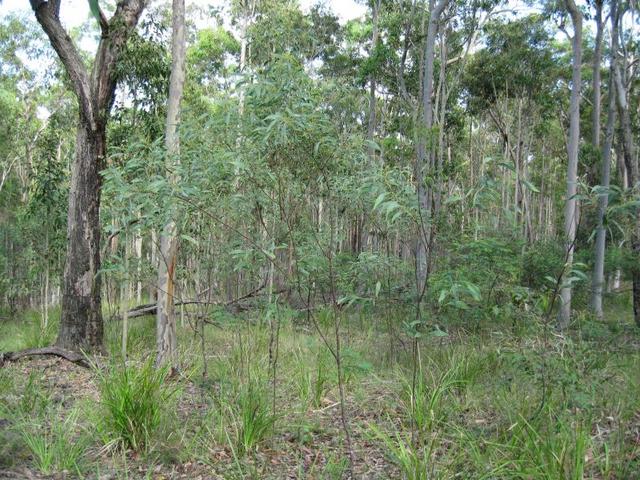 Acacia falcata habit.JPG