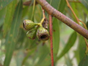 Eucalyptus paniculata weakly ribbed fruit