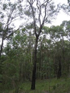 Eucalyptus paniculata tree shape - dark bark