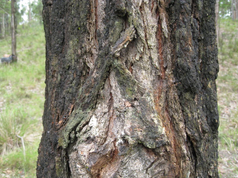 Eucalyptus paniculata darker ironbark