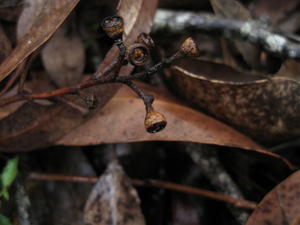 Eucalyptus crebra fruit is quite small 