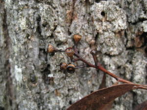 Eucalyptus crebra fruit 