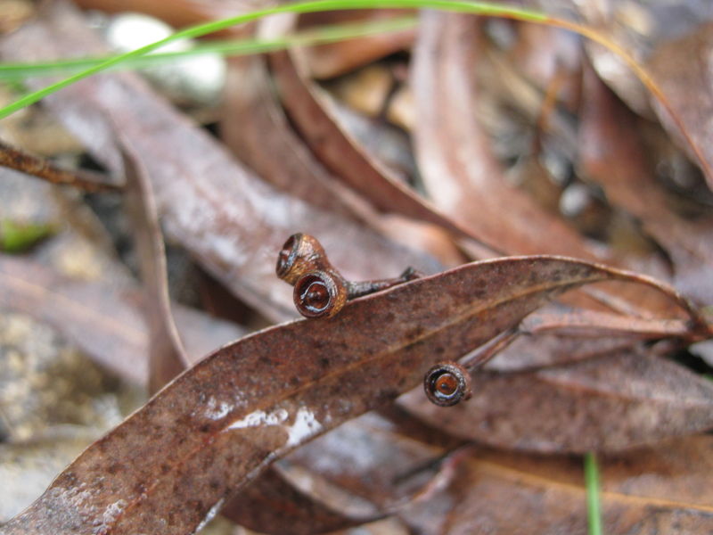 Eucalyptus crebra fruit 