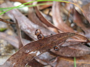 Eucalyptus crebra fruit 