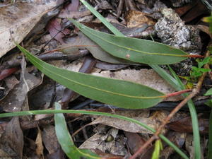 Eucalyptus crebra leaves are narrow