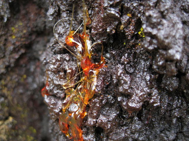 Eucalyptus siderophloia gum