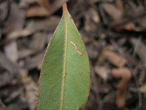 Eucalyptus siderophloia veins