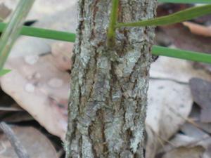 Acacia implexa bark