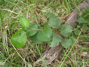 Eucalyptus amplifolia seedling with glossy, horizontal, orbicular leaves